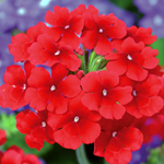 Verbena Vera Trailing Scarlet
